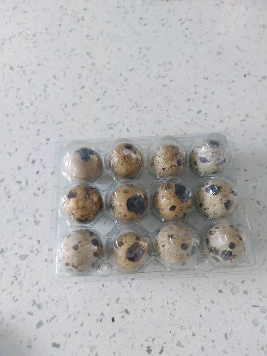 Quail eggs - Image 1
