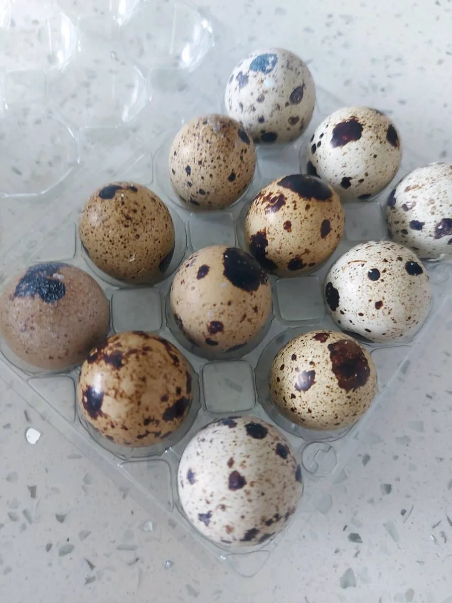 Quail eggs - Image 2