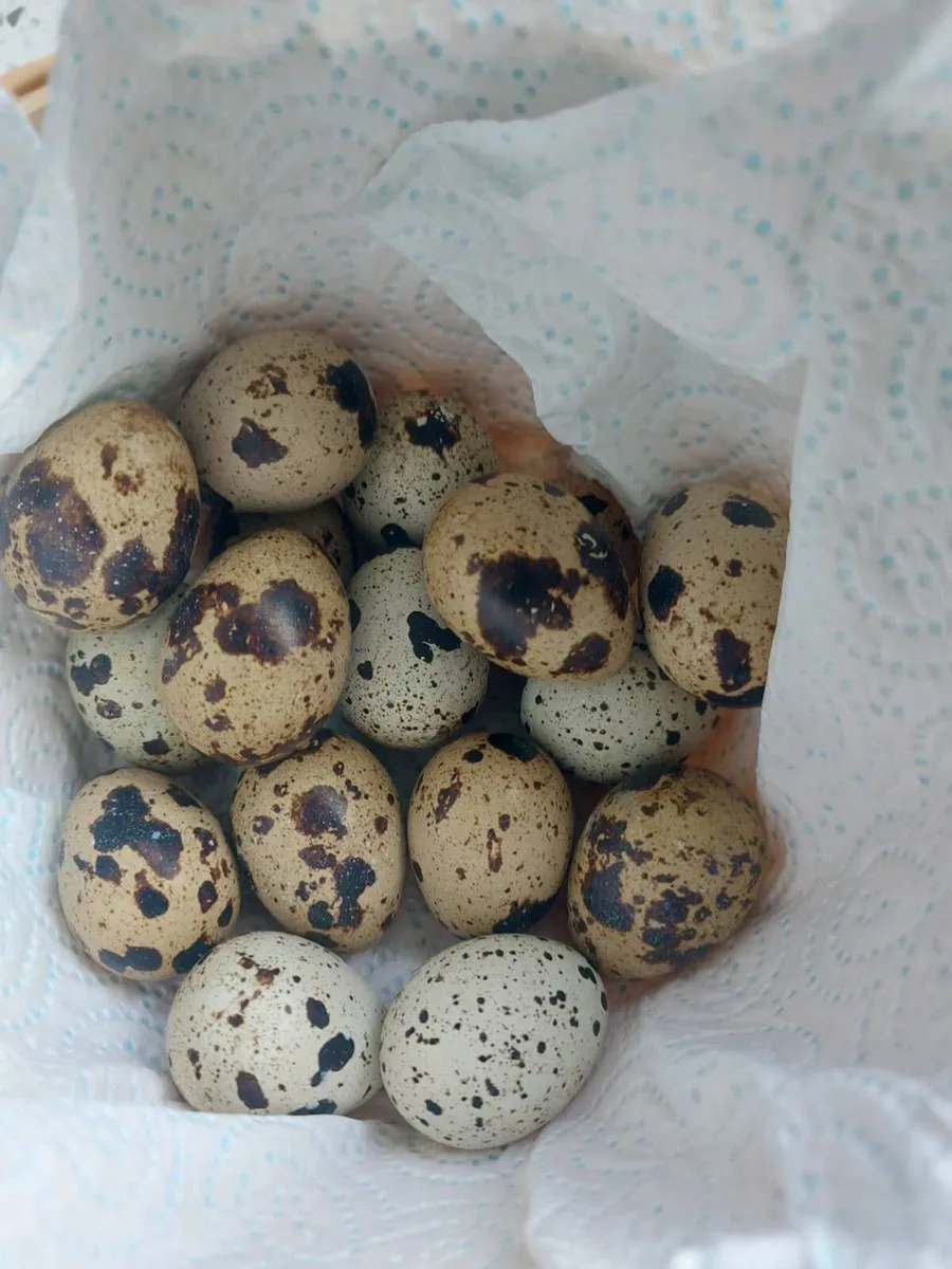 Quail eggs - Image 3