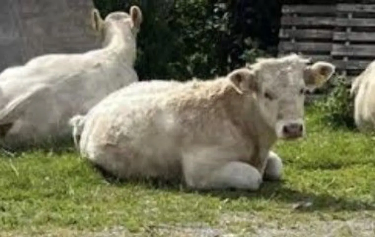 cattle beef - Image 4
