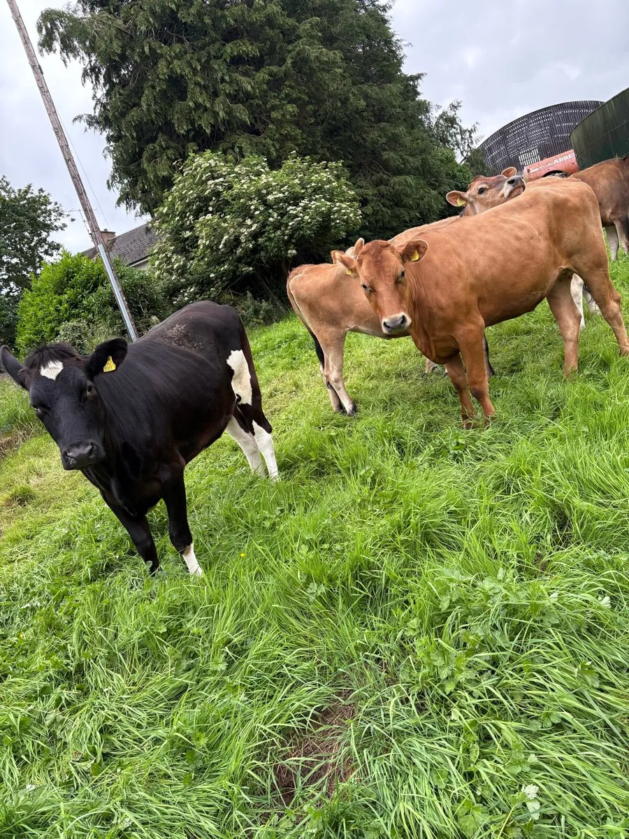 4 Bulling Heifers - Image 2