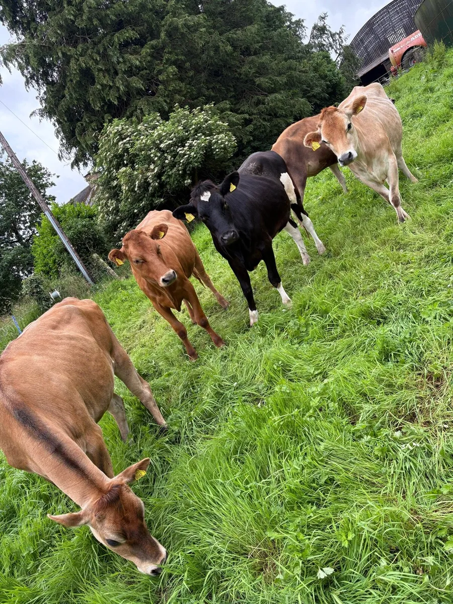4 Bulling Heifers - Image 1