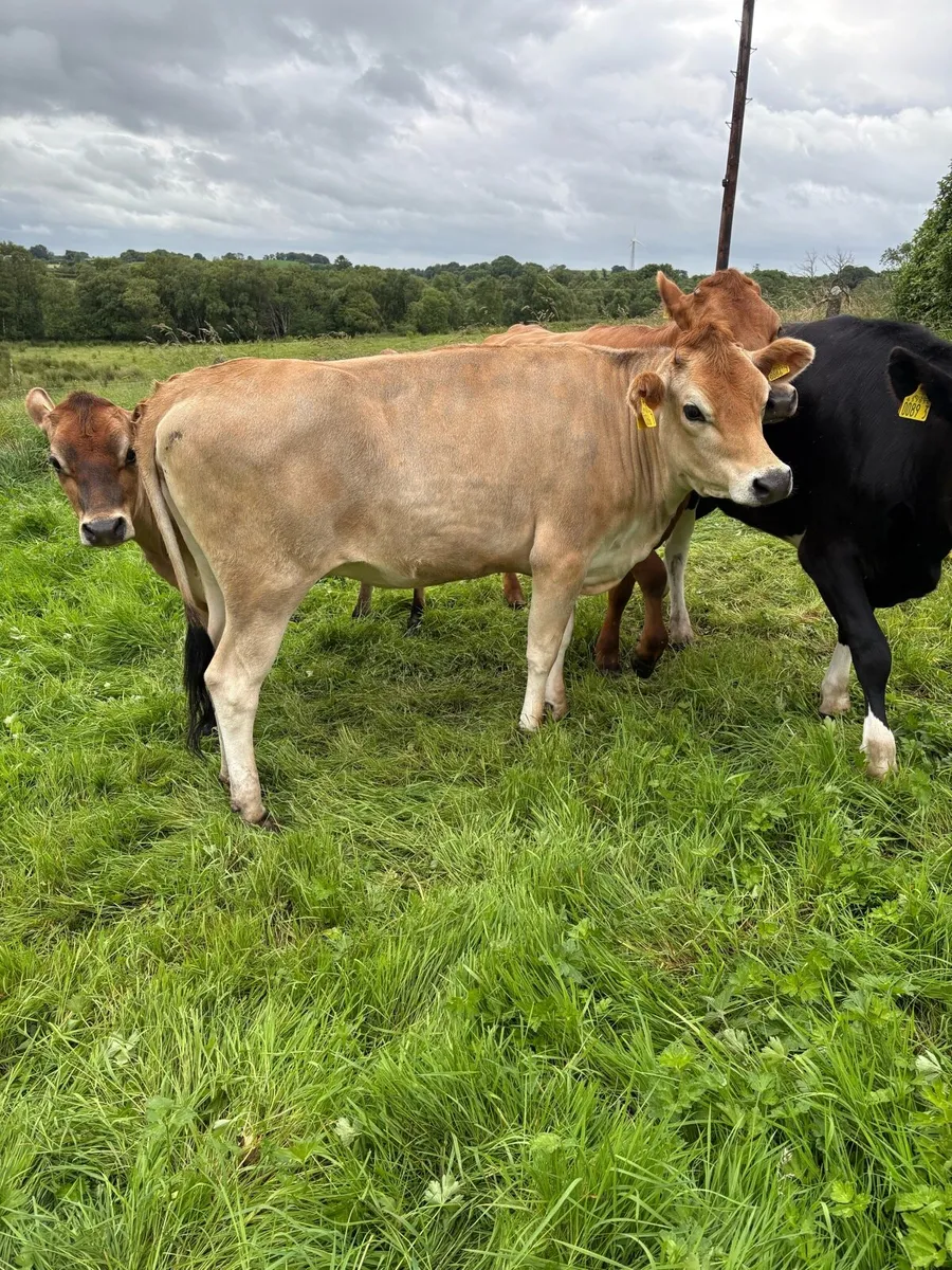 4 Bulling Heifers - Image 3