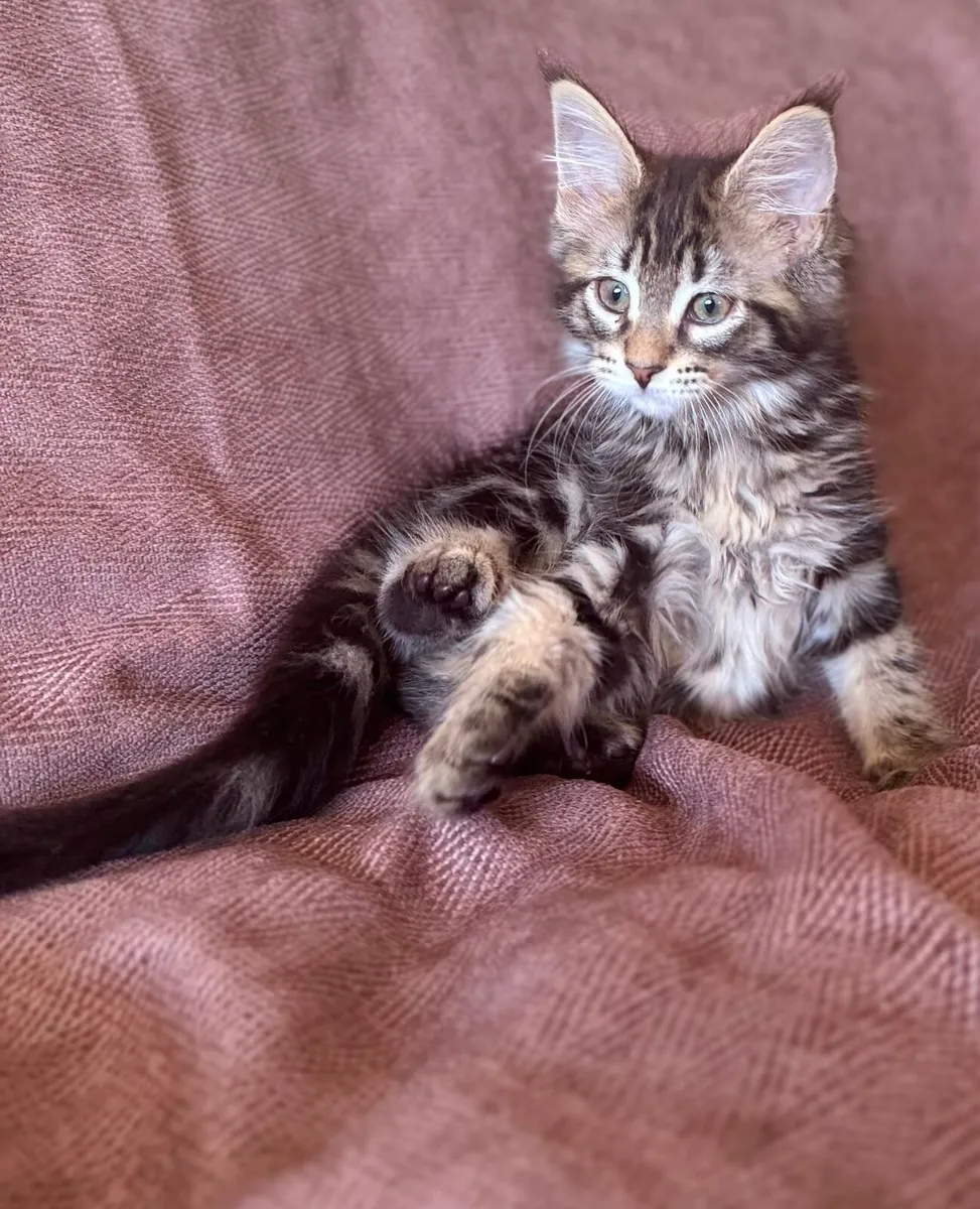 Maine Coone kittens - Image 2