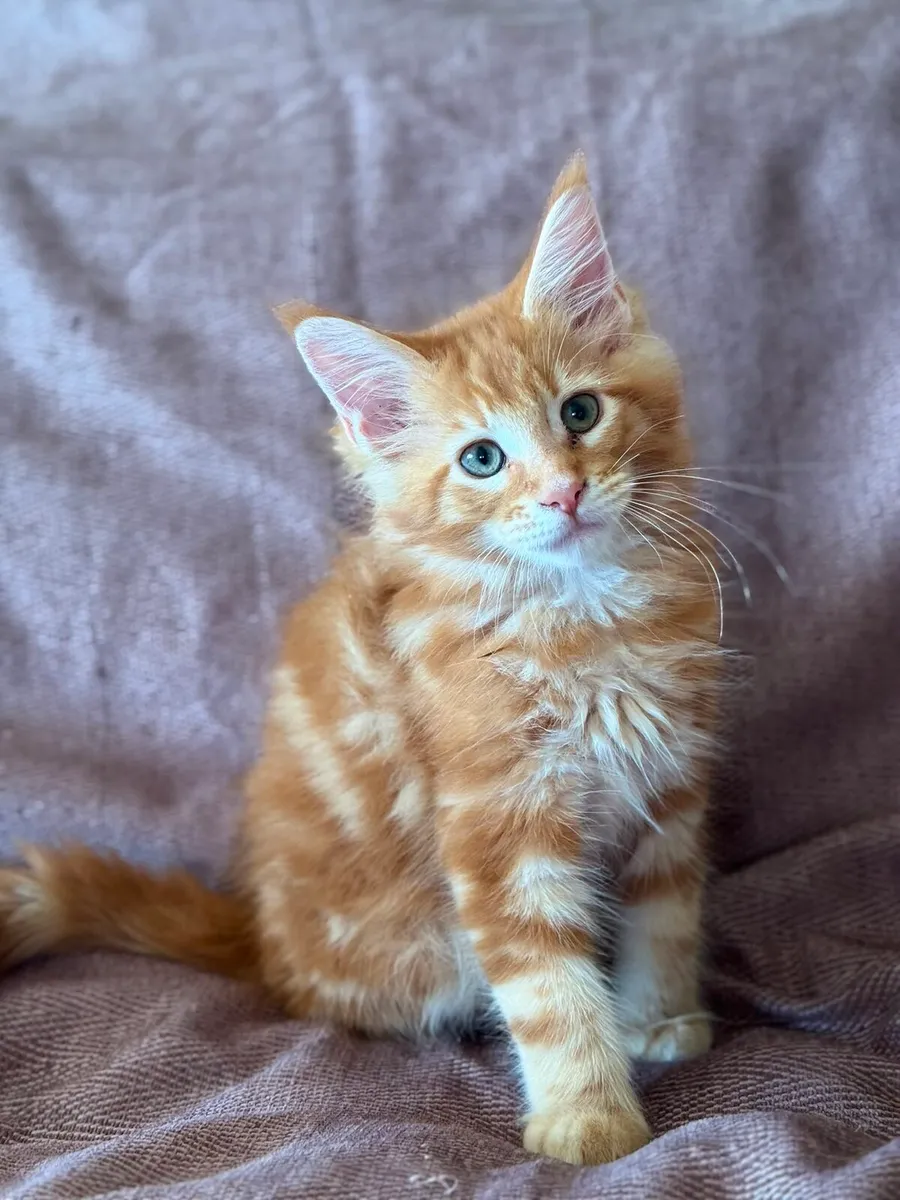 Maine Coone kittens - Image 1