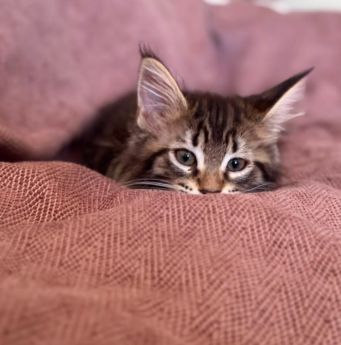 Maine Coone kittens - Image 3