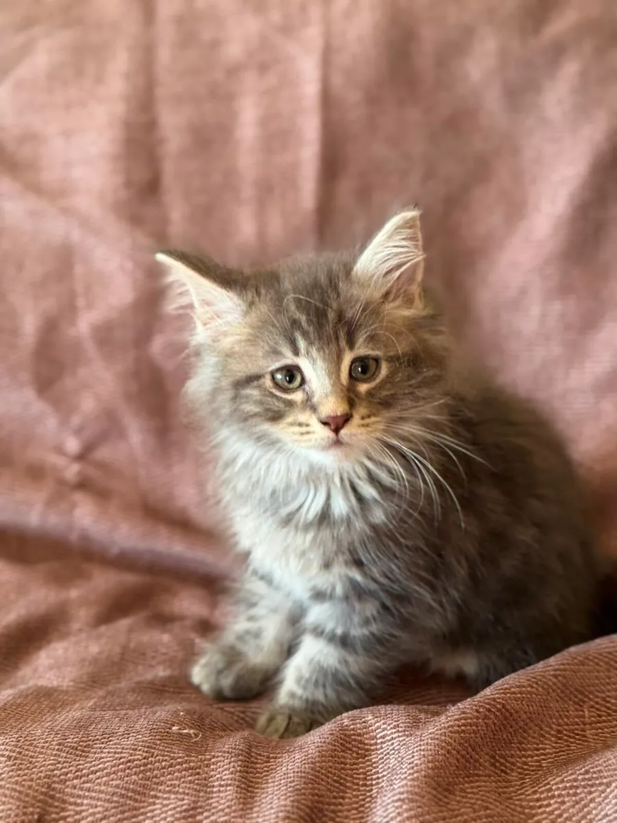 Maine Coone kittens - Image 4