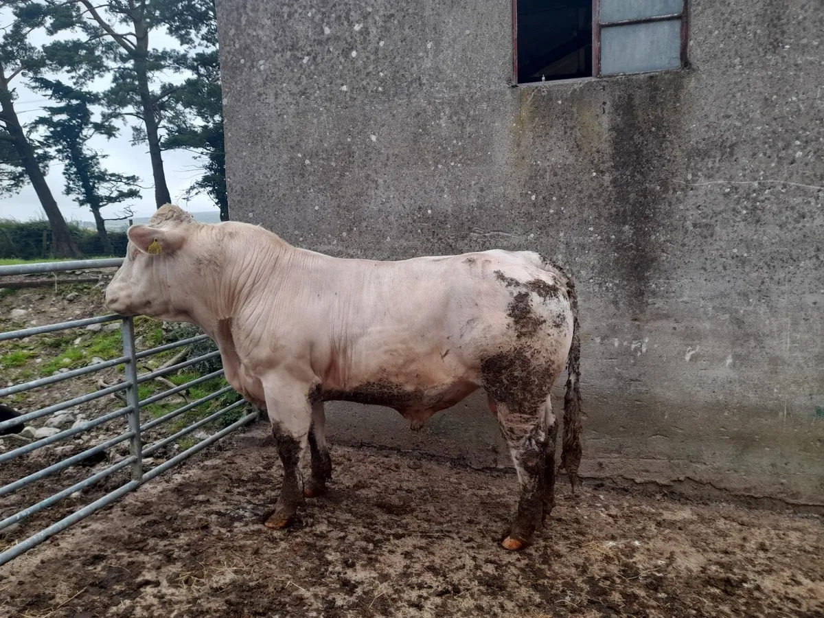 Charolais Bull - Image 3