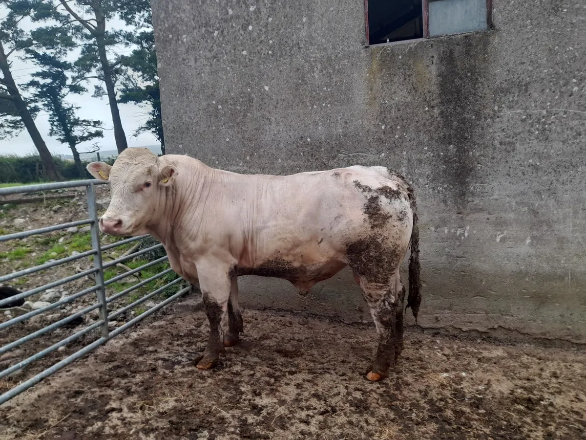 Charolais Bull - Image 2