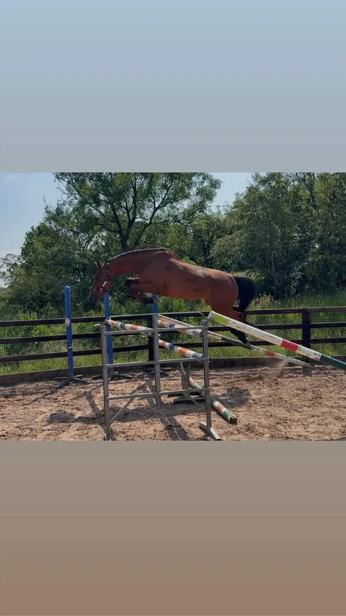 Talented, scopey 4yo mare - Image 1