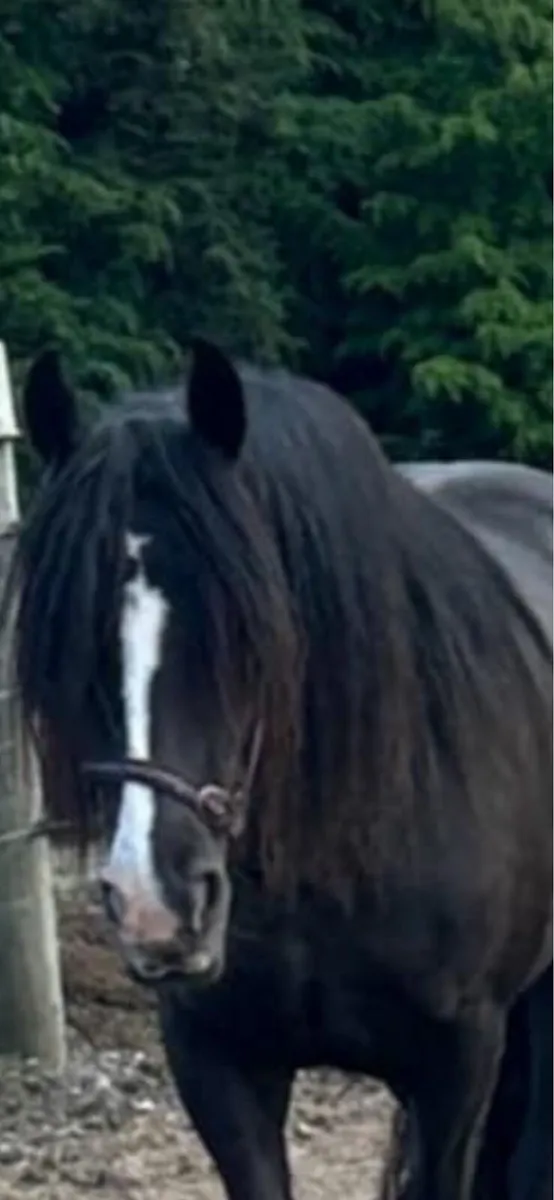 Super Cob Heavy Mare Scanned in Foal - 15.1hh - Image 2