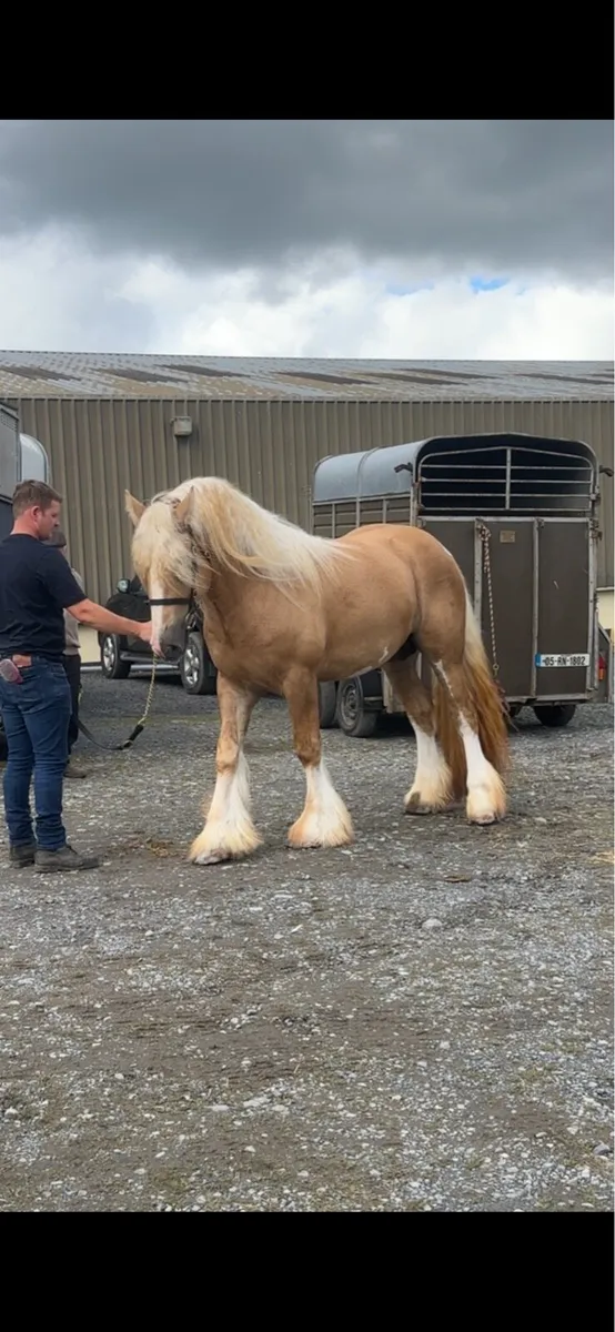 Super Cob Heavy Mare Scanned in Foal - 15.1hh - Image 3