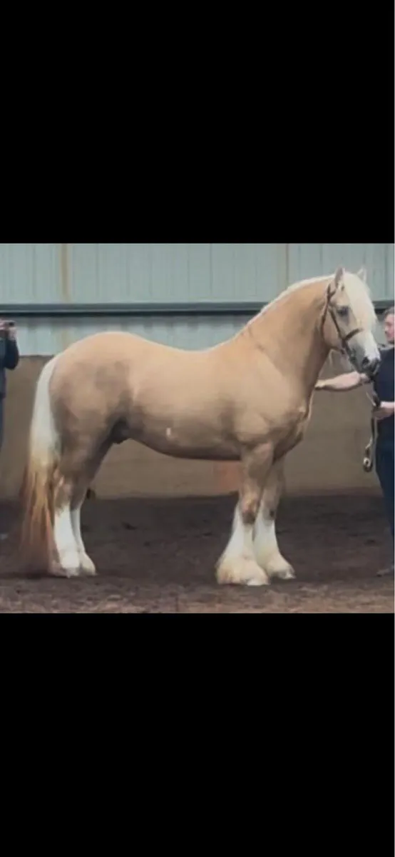 Super Cob Heavy Mare Scanned in Foal - 15.1hh - Image 4
