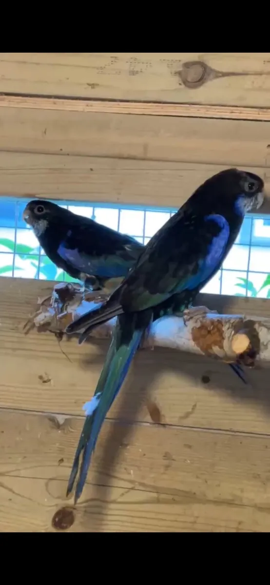 Black rosella pair - Image 1