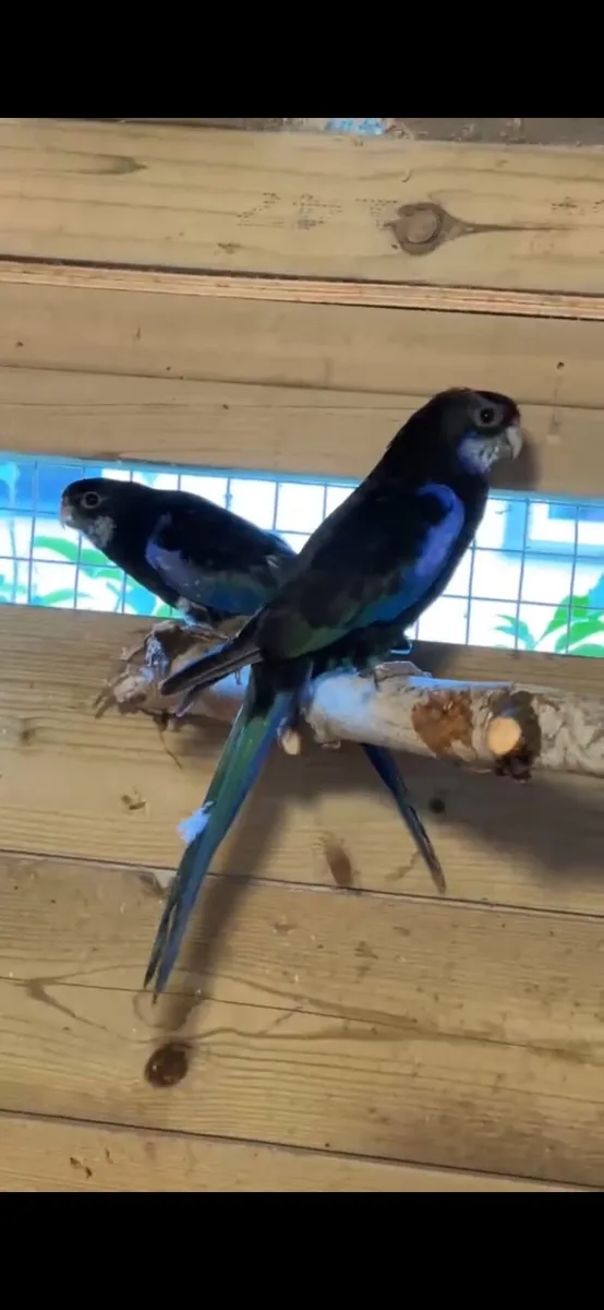 Black rosella pair - Image 2