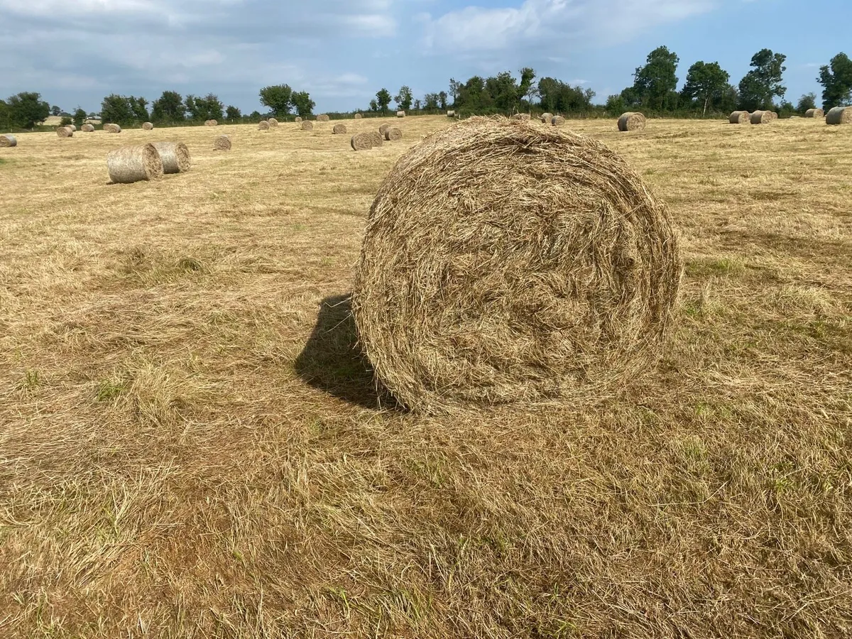 Round bales of hay