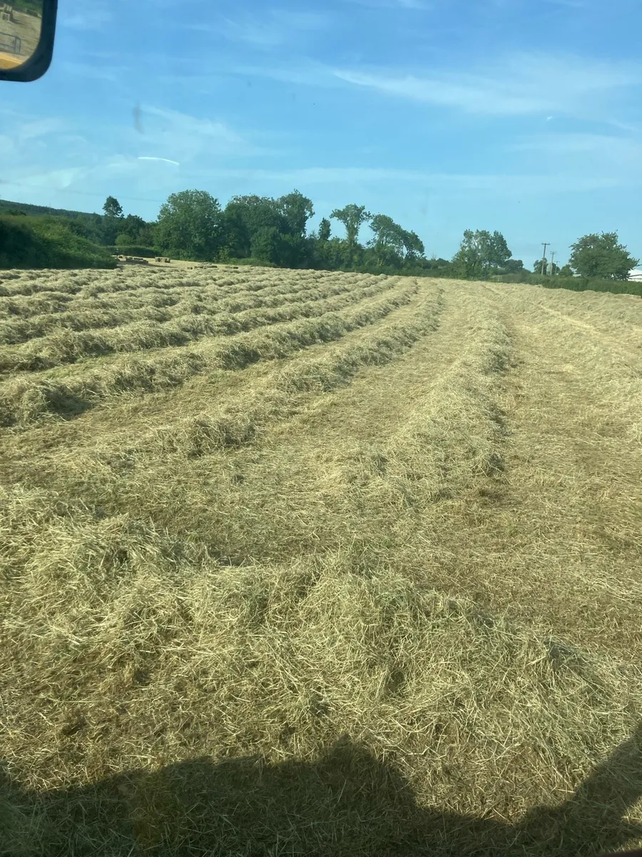 Hay - small square - Image 2