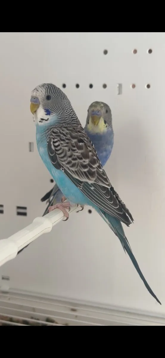 BW and split BFBW Mutation Budgies - Image 3