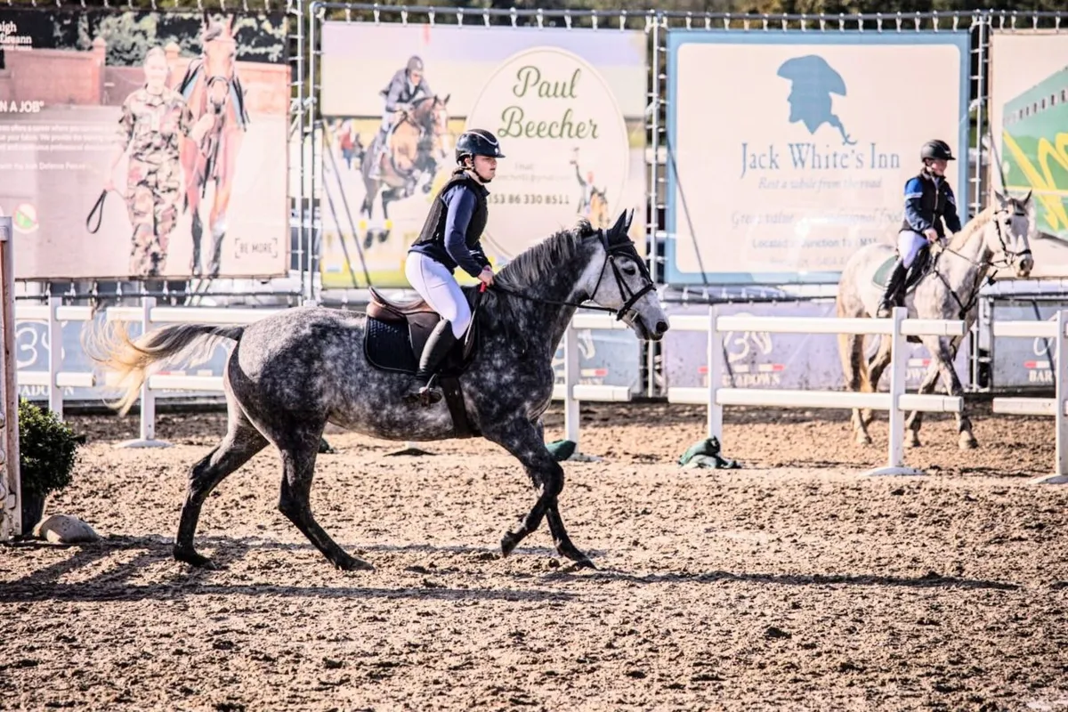 ⭐️ Quality 16hh 7-Year-Old Mare ⭐️ - Image 4