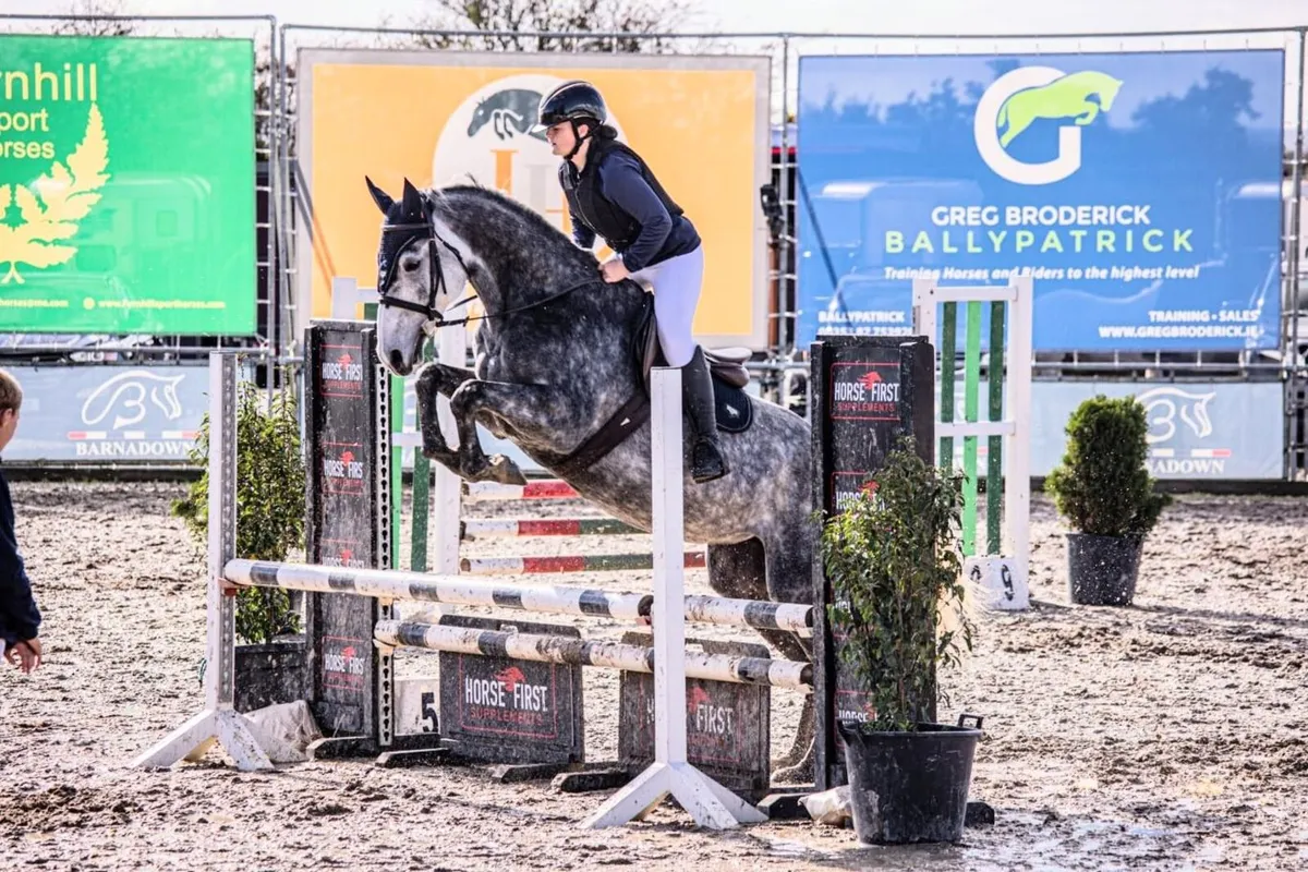 ⭐️ Quality 16hh 7-Year-Old Mare ⭐️ - Image 1