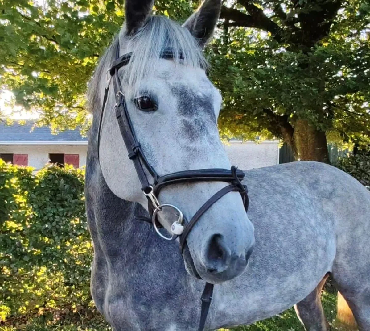 ⭐️ Quality 16hh 7-Year-Old Mare ⭐️ - Image 2