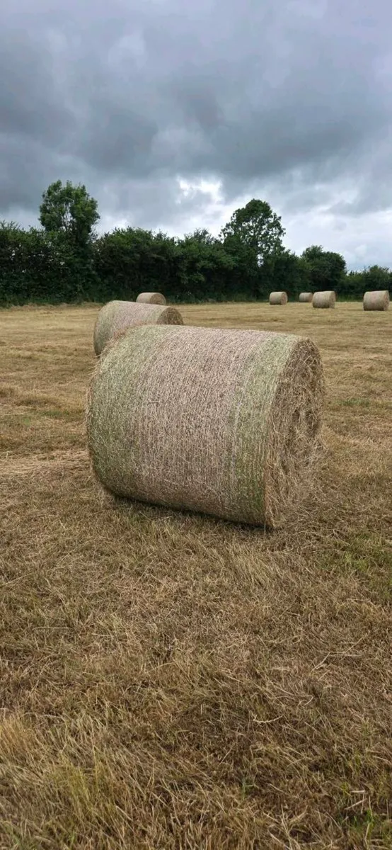 200 bales of Top quality hay - Image 1