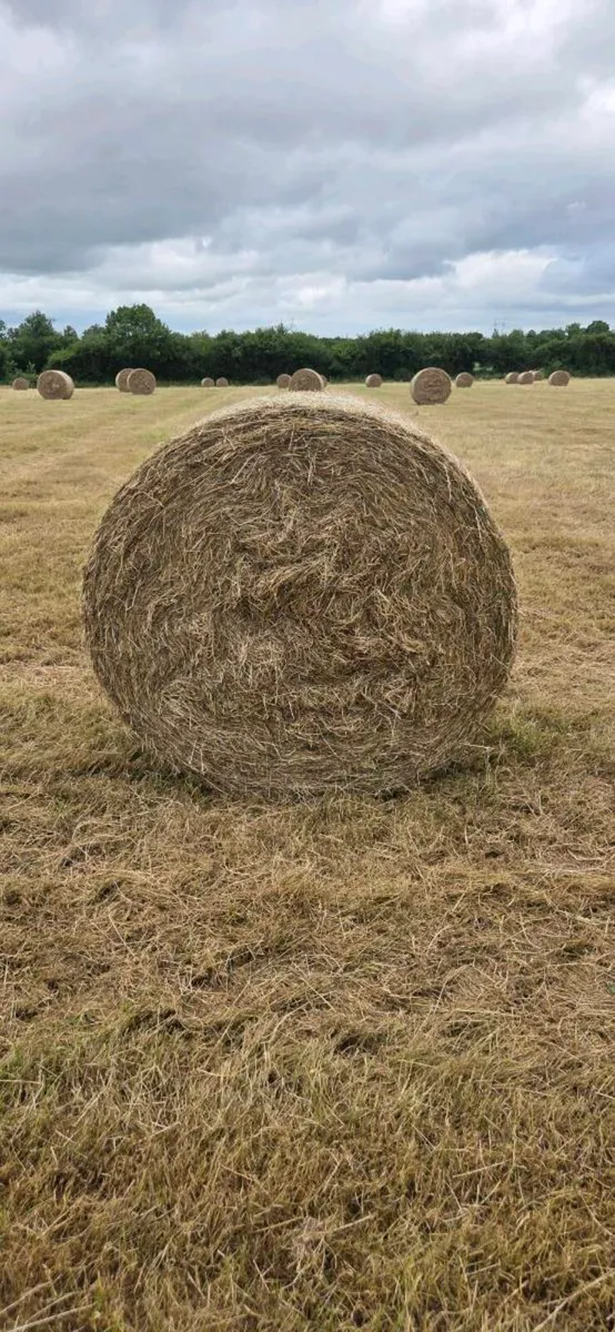 200 bales of Top quality hay - Image 2