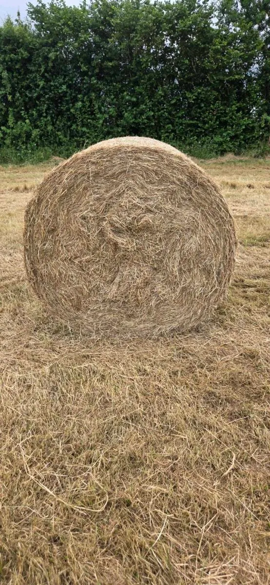 200 bales of Top quality hay - Image 3