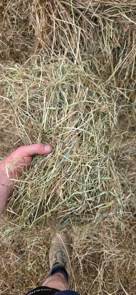200 bales of Top quality hay - Image 4