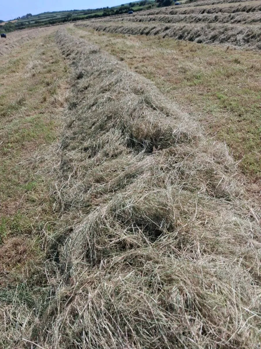 Haylage - Image 1