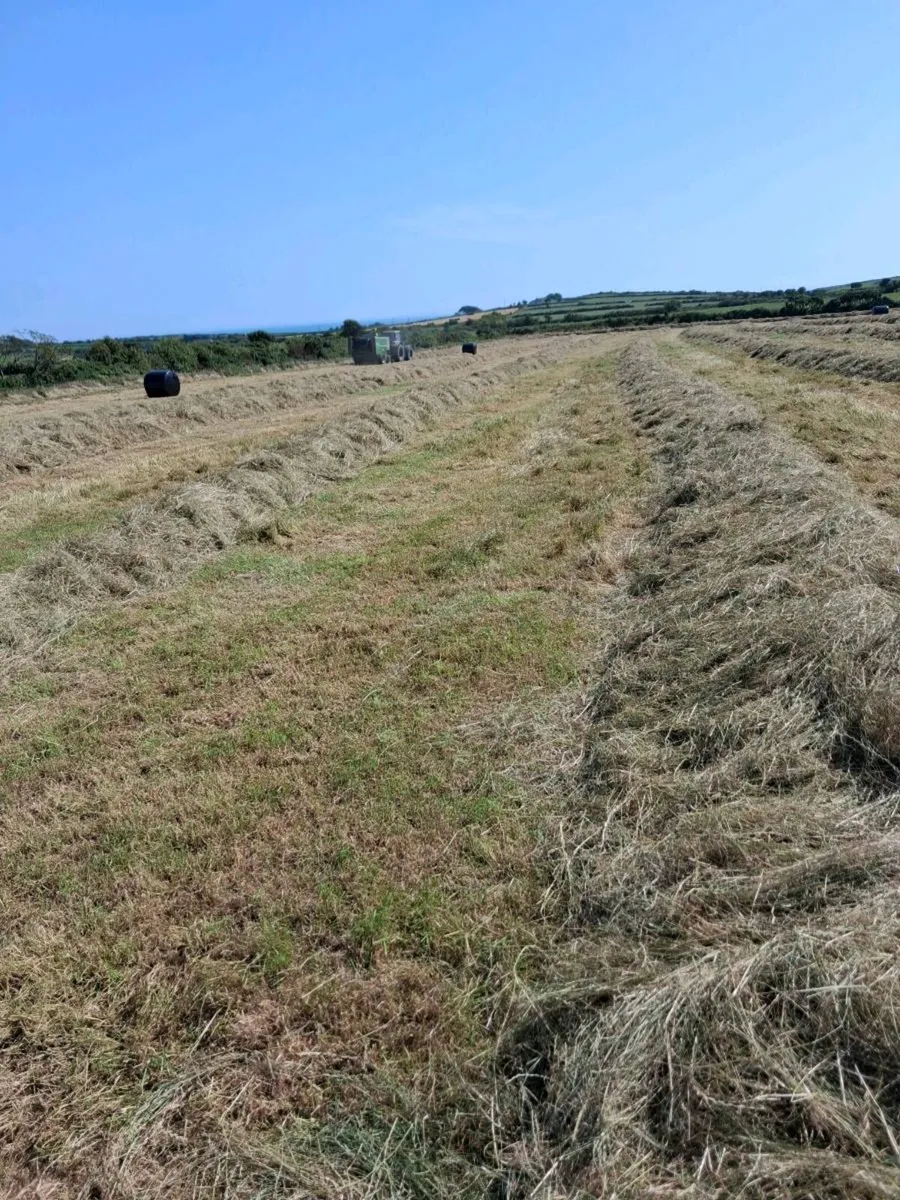Haylage - Image 3