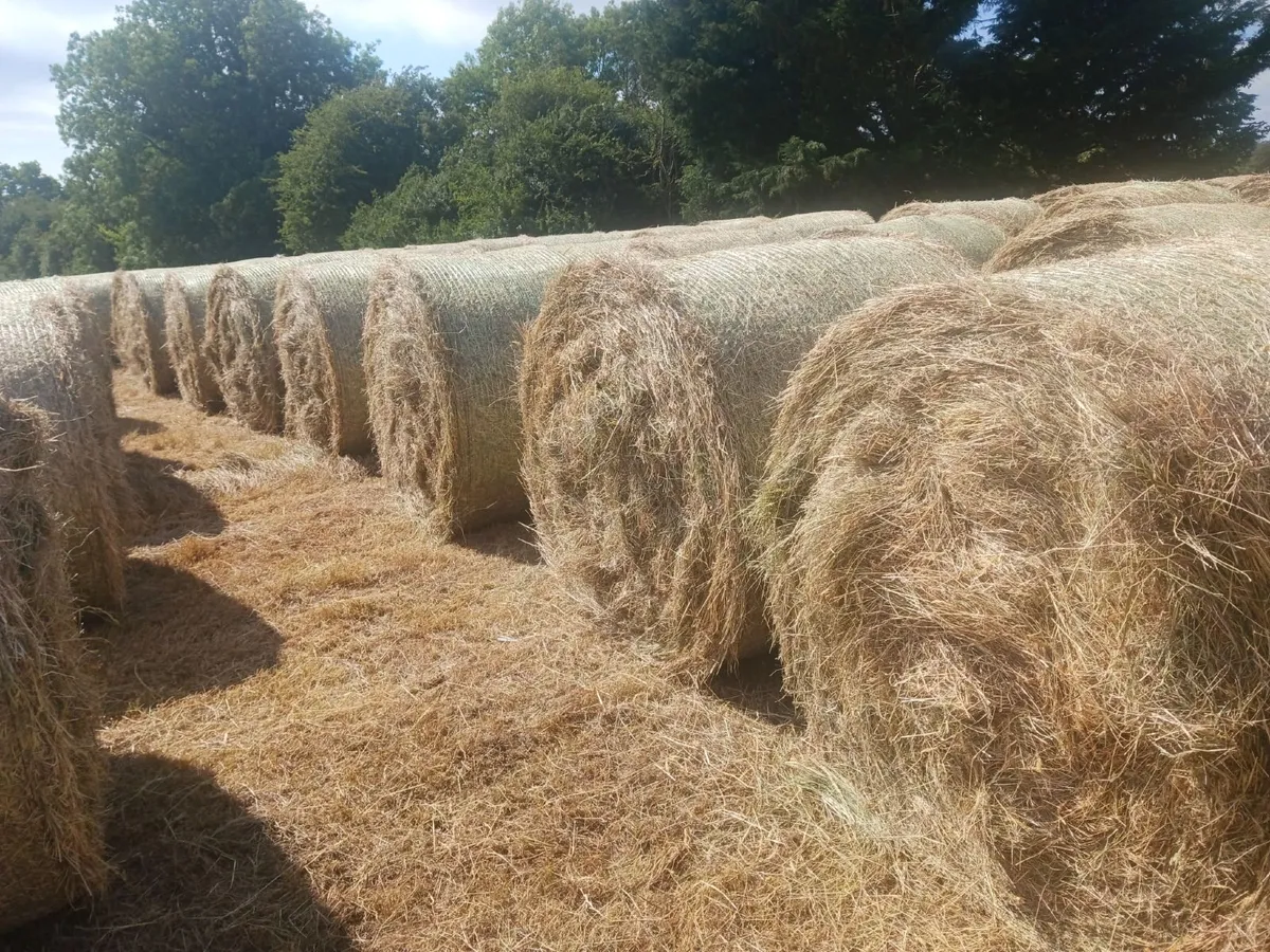 Organic  Hay