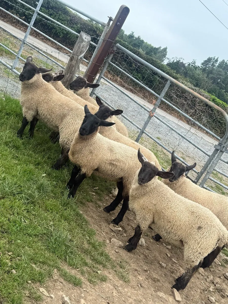 Suffolk Cheviot ewe lambs - Image 1