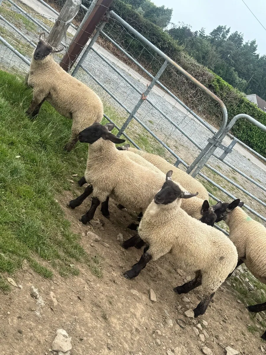 Suffolk Cheviot ewe lambs - Image 2