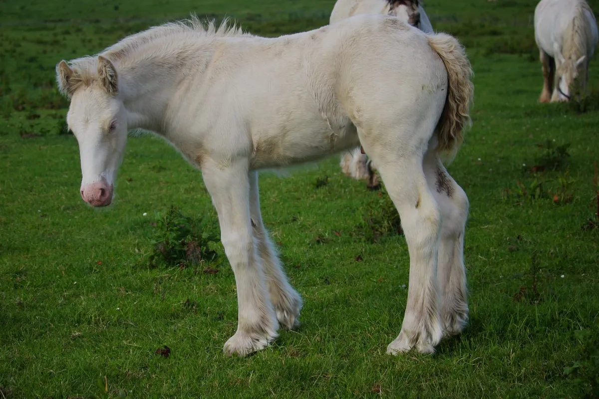 Full Pedigree Irish Cob foals - Image 1
