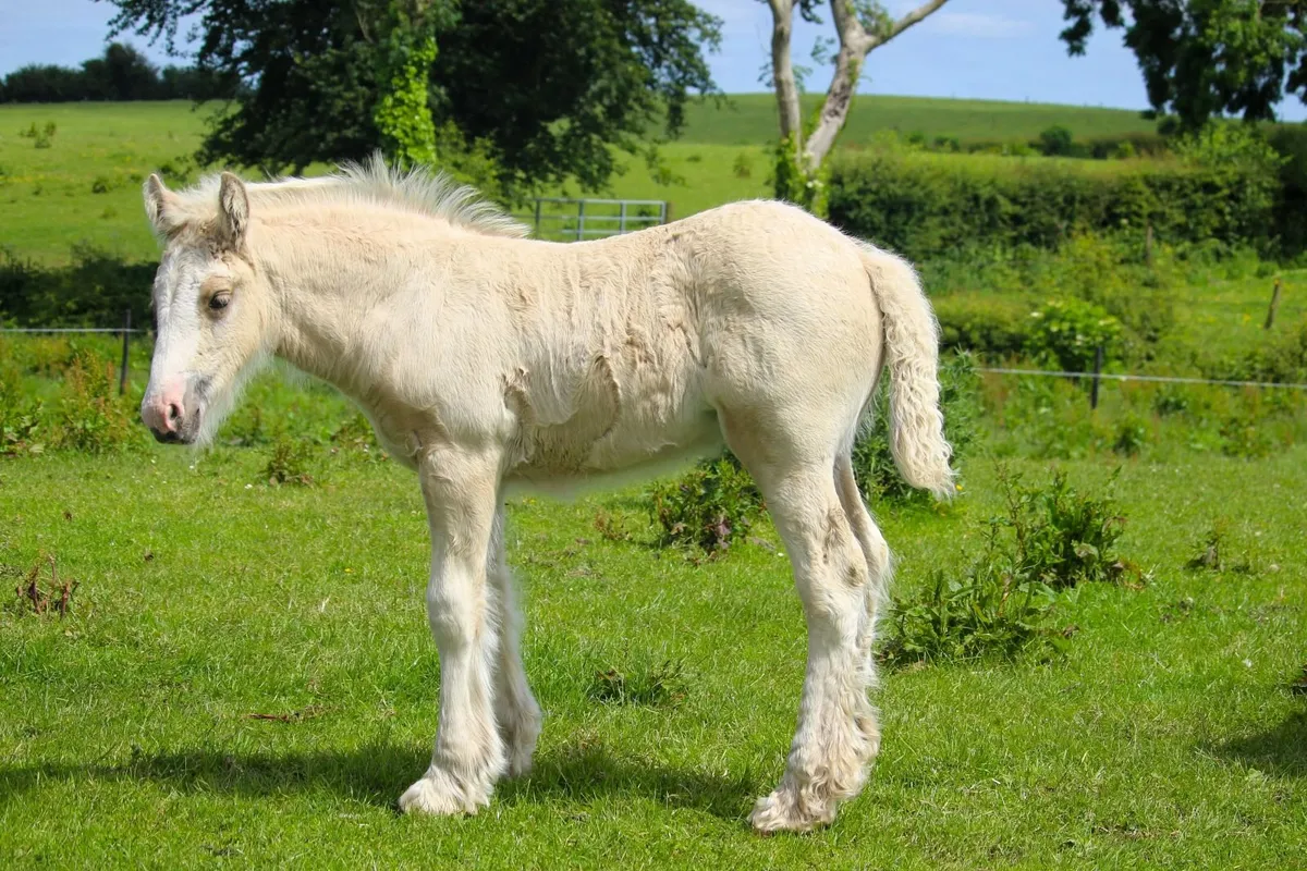 Full Pedigree Irish Cob foals - Image 2