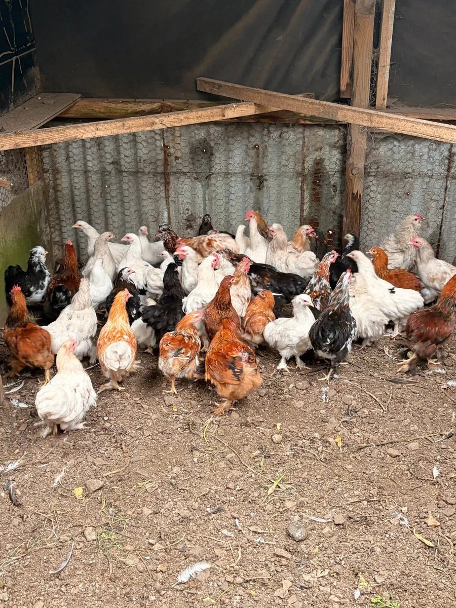 Peeking x Silkie hens - Image 2