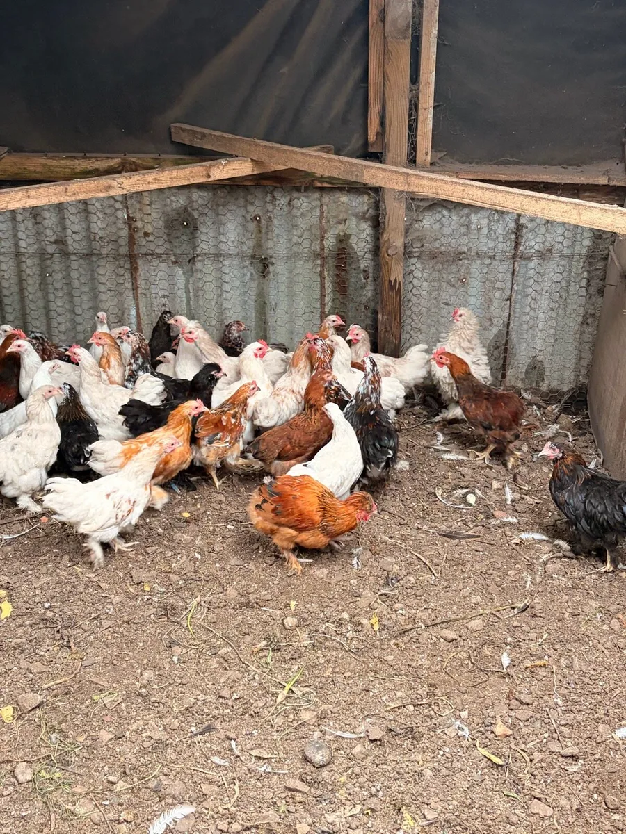 Peeking x Silkie hens - Image 3