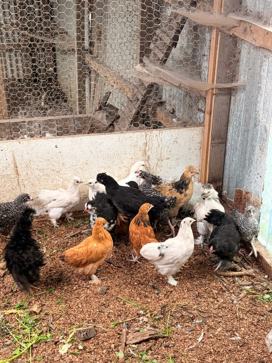 Peeking x Silkie hens - Image 4