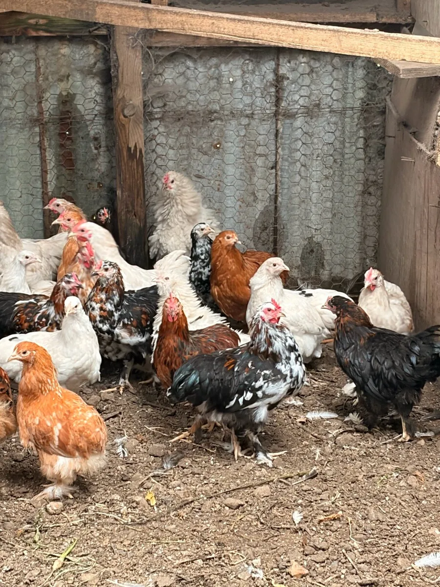 Peeking x Silkie hens - Image 1