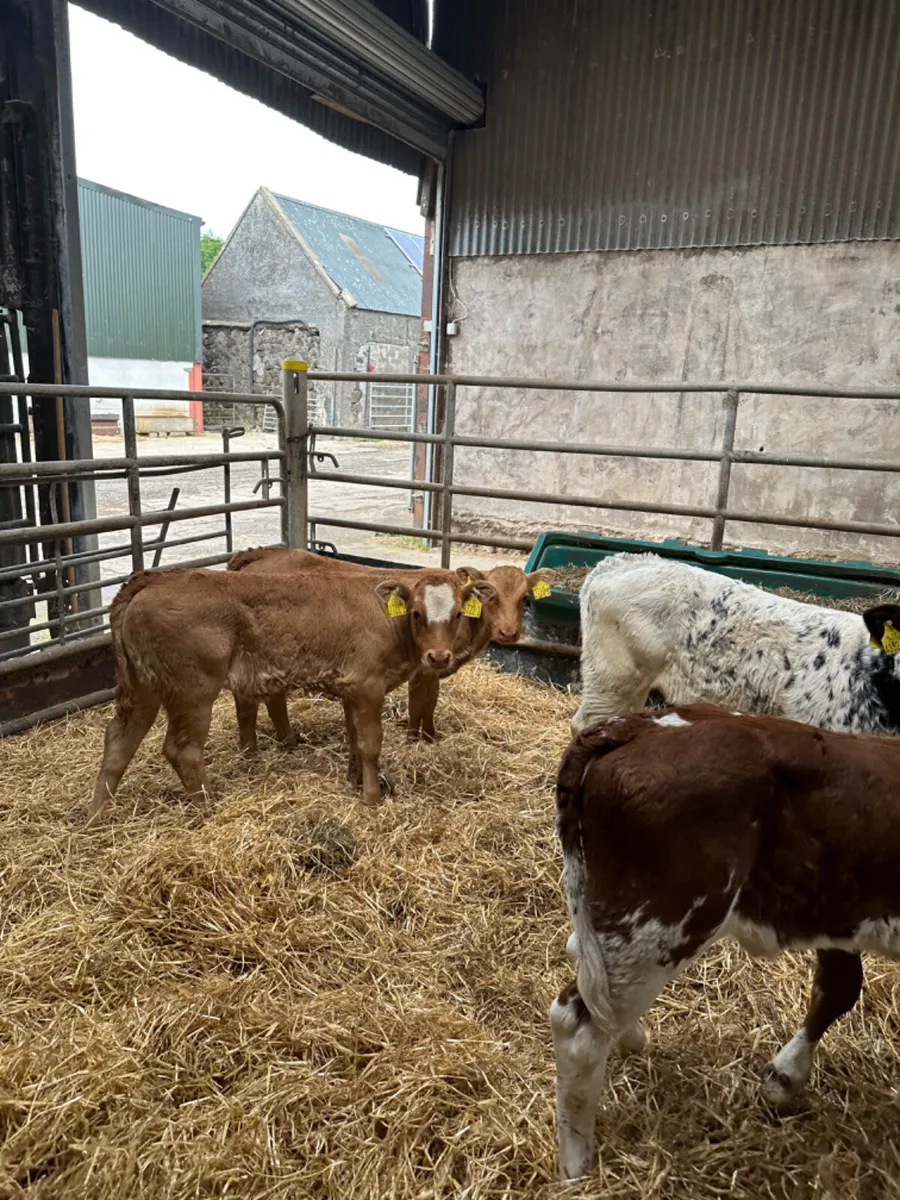 Beef bred heifers - Image 4