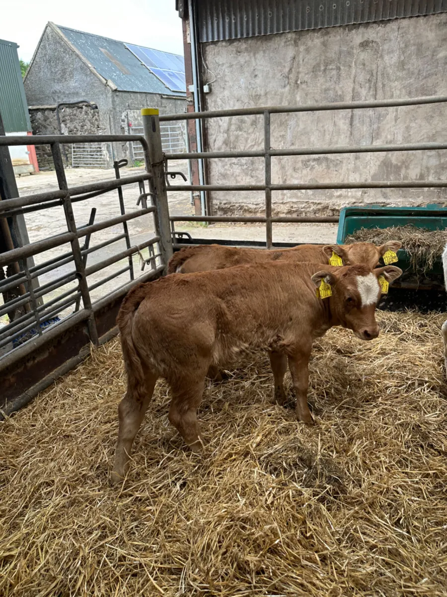 Beef bred heifers - Image 3