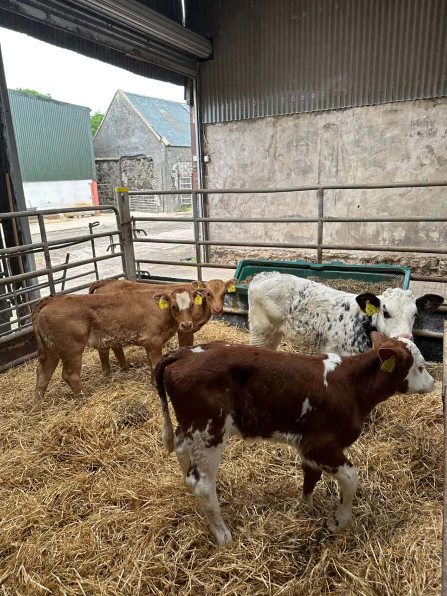Beef bred heifers - Image 1