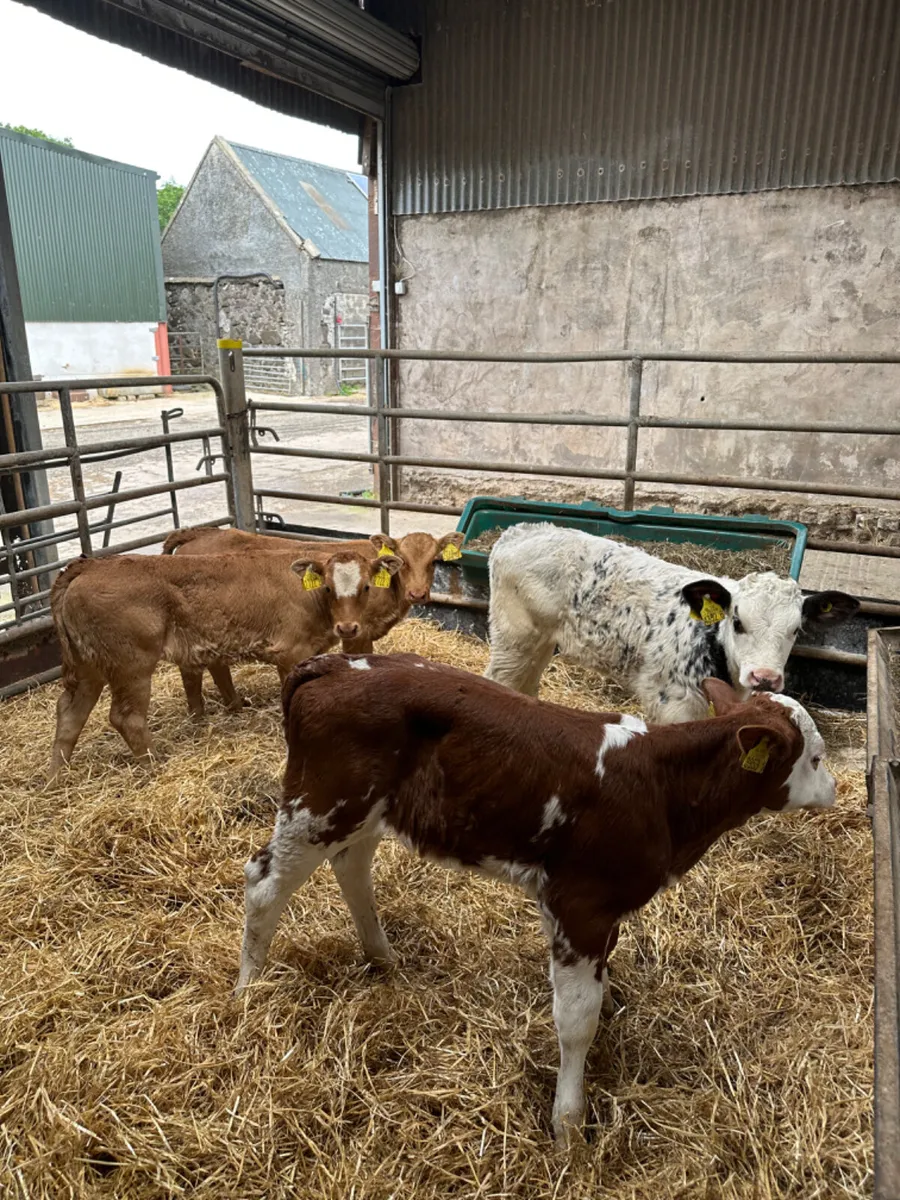 Beef bred heifers - Image 2