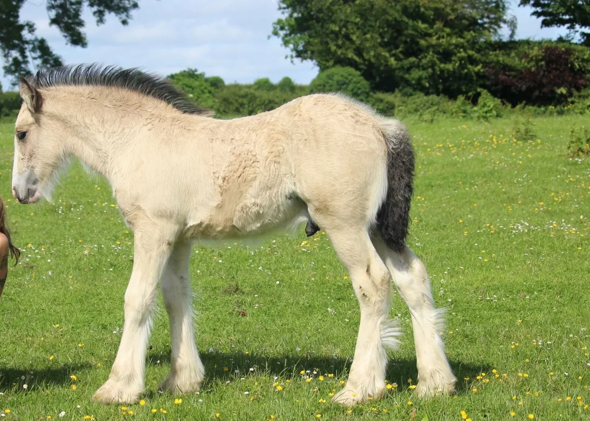 Full Pedigree Irish Cob foals - Image 3