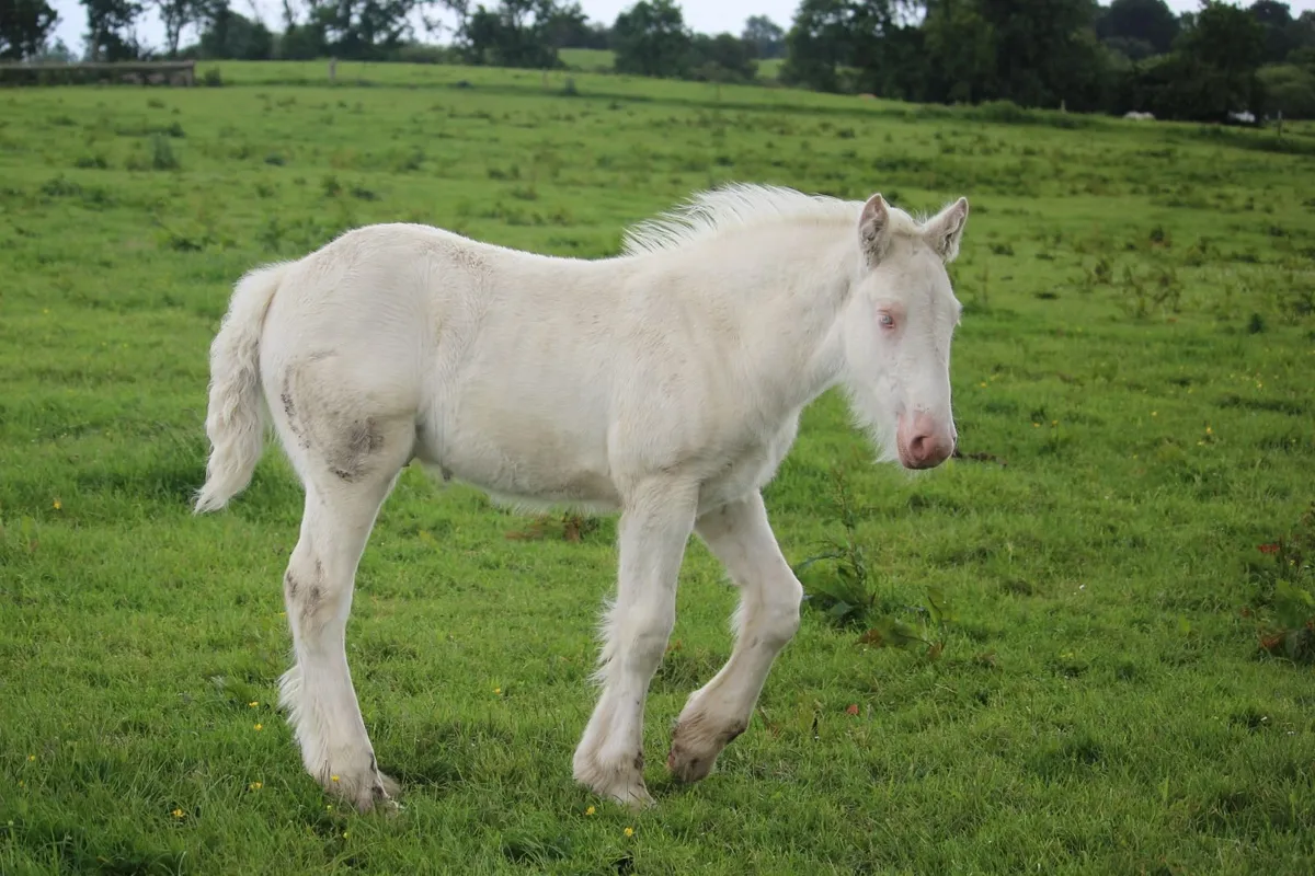 Full Pedigree Irish Cob foals - Image 4