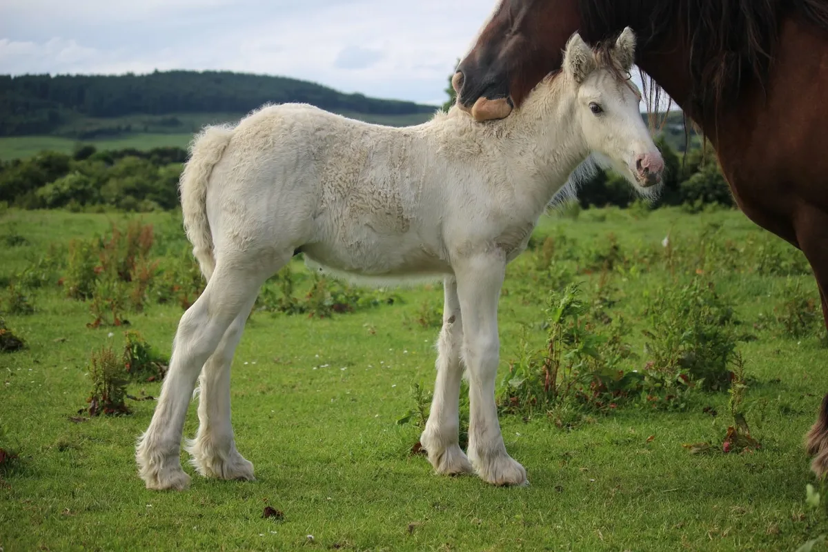 Full Pedigree Irish Cob foals to make 15.2h - Image 2