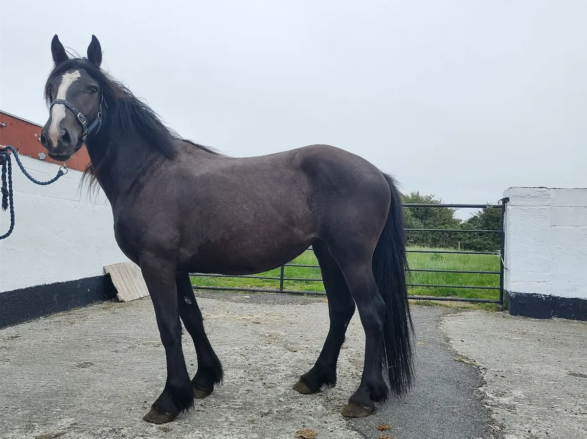 Cob - Image 3