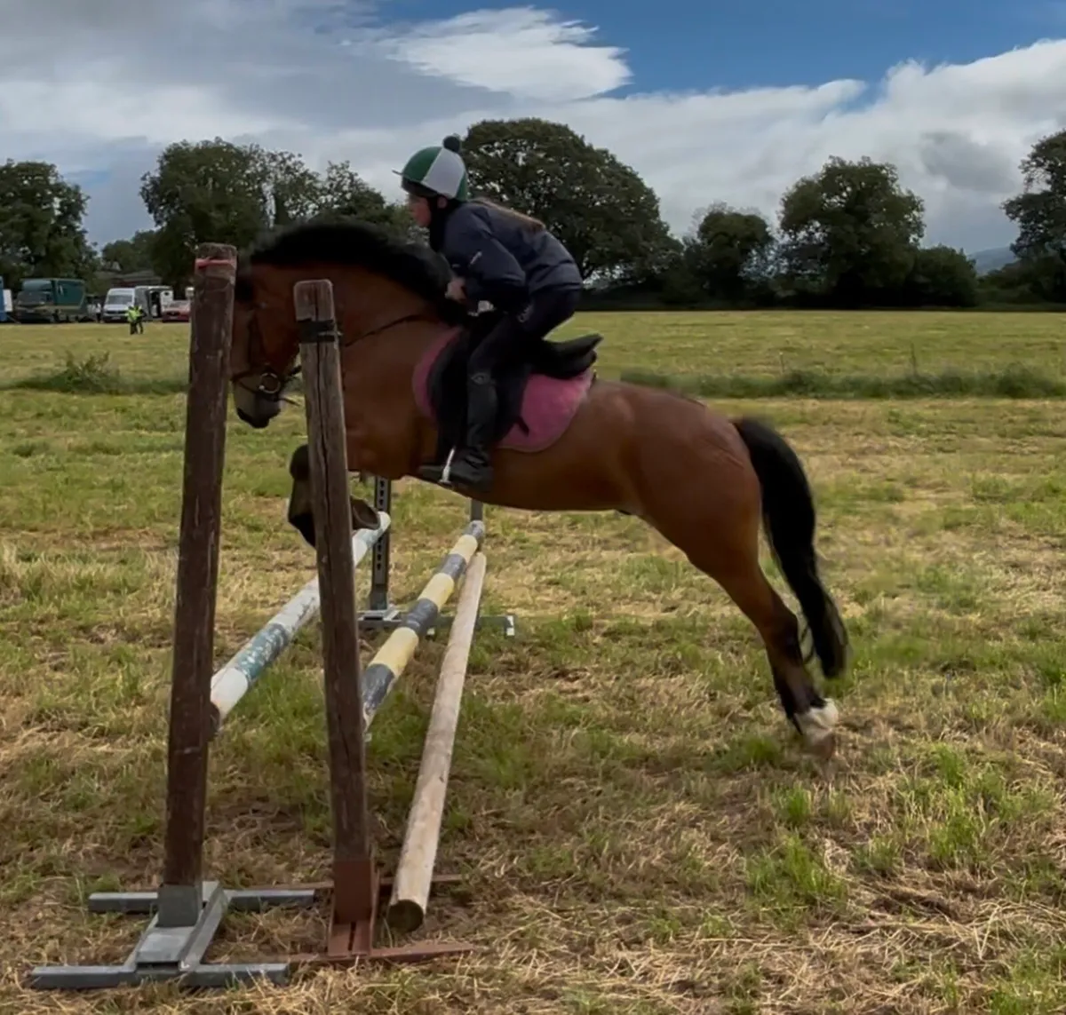 CRACKING ALL-ROUNDER 138 GELDING - Image 4