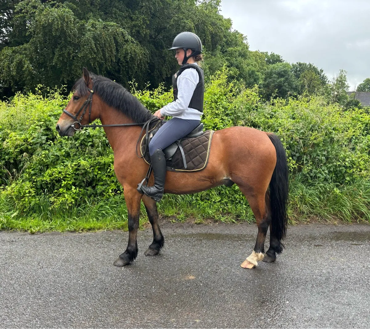 CRACKING ALL-ROUNDER 138 GELDING - Image 1